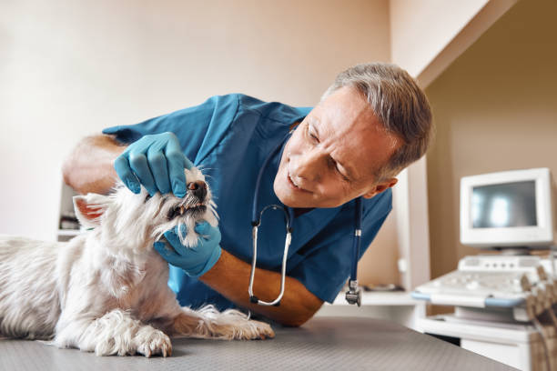 Best Mobile Emergency Dentist in Lincolndale, NY
